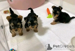 Foto №3. Erstaunliche Yorkie-Welpen Business WhatsApp 37256062792. Finnland