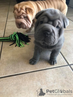 Foto №1. shar-pei - zum Verkauf in der Stadt Berlin | verhandelt | Ankündigung № 94243