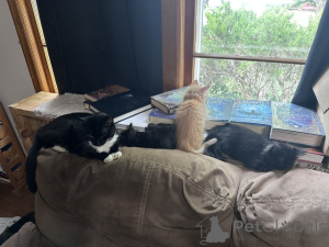 Foto №1. maine-coon-katze - zum Verkauf in der Stadt 9, Doppelschwärme | 64€ | Ankündigung № 148698