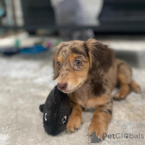 Foto №1. dackel - zum Verkauf in der Stadt Wrocław | verhandelt | Ankündigung № 163177