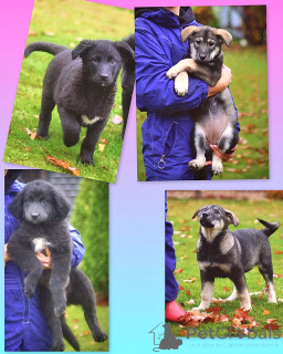 Foto №2 zu Ankündigung № 158292 zu verkaufen mischlingshund - einkaufen Russische Föderation quotient 	ankündigung