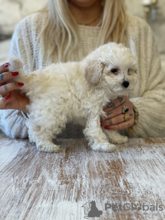 Foto №2 zu Ankündigung № 127981 zu verkaufen pudel (toy) - einkaufen Polen züchter