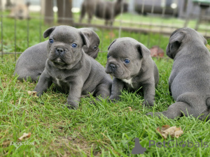 Foto №1. französische bulldogge - zum Verkauf in der Stadt Minsk | 375€ | Ankündigung № 161853