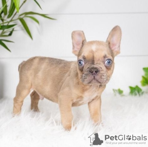 Foto №2 zu Ankündigung № 111769 zu verkaufen französische bulldogge - einkaufen Bulgarien 