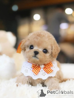 Foto №1. pudel (toy) - zum Verkauf in der Stadt Carolina Beach | verhandelt | Ankündigung № 154337