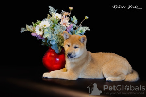 Foto №4. Ich werde verkaufen shiba in der Stadt Nizhny Novgorod. vom kindergarten, züchter - preis - verhandelt