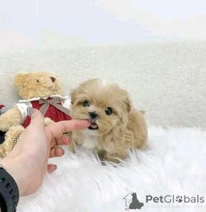 Foto №1. maltipu - zum Verkauf in der Stadt Helsinki | 450€ | Ankündigung № 161015