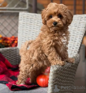 Foto №1. maltipu - zum Verkauf in der Stadt Bremen | verhandelt | Ankündigung № 163592