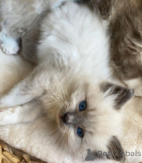 Foto №3. Männliche und weibliche Ragdoll-Katzen zur Adoption. Niederlande