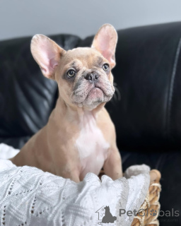 Foto №3. Der entzückende Welpe zur Adoption zur Verfügung stellt. Deutschland