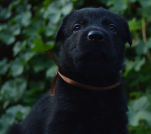 Foto №4. Ich werde verkaufen deutscher schäferhund in der Stadt Samara. vom kindergarten, züchter - preis - 488€