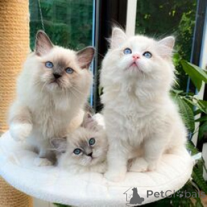 Foto №1. ragdoll-katze - zum Verkauf in der Stadt München-Flughafen | 550€ | Ankündigung № 163697