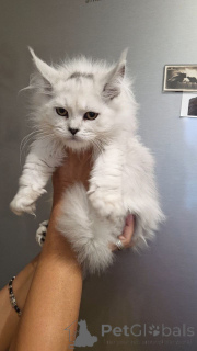 Foto №3. Entzückendes Maine-Coon-Kätzchen, bereit für ein liebevolles Zuhause. USA