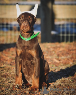 Foto №1. dobermann - zum Verkauf in der Stadt Helsingborg | 900€ | Ankündigung № 147983