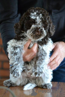 Foto №2 zu Ankündigung № 157437 zu verkaufen lagotto romagnolo - einkaufen Serbien züchter