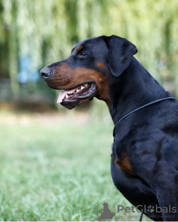 Foto №4. Ich werde verkaufen dobermann in der Stadt Khmelnitsky. vom kindergarten - preis - 1442€