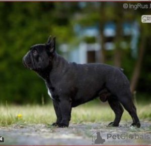 Foto №2 zu Ankündigung № 31804 zu verkaufen französische bulldogge - einkaufen Polen züchter