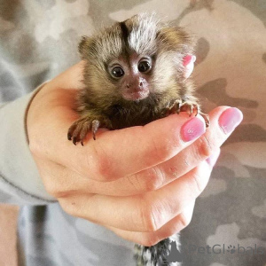 Foto №1.  - zum Verkauf in der Stadt Constanța | verhandelt | Ankündigung № 161743
