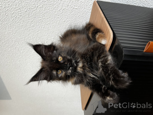 Foto №2 zu Ankündigung № 155992 zu verkaufen maine-coon-katze - einkaufen Russische Föderation vom kindergarten
