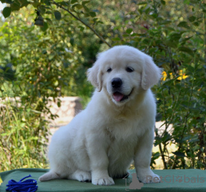 Foto №2 zu Ankündigung № 74751 zu verkaufen golden retriever - einkaufen Ukraine vom kindergarten