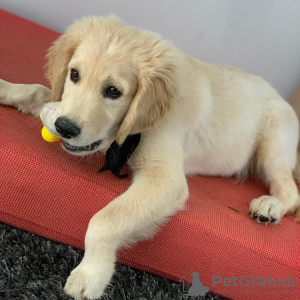 Foto №1. golden retriever - zum Verkauf in der Stadt Oslo | 331€ | Ankündigung № 120266