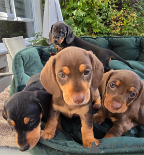 Foto №1. dackel - zum Verkauf in der Stadt Delbruk | 350€ | Ankündigung № 154599