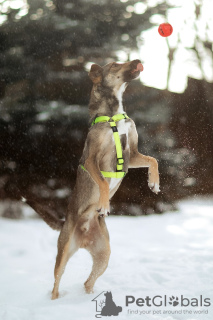 Zusätzliche Fotos: Der kluge und freundliche Hund Sam sucht ein Zuhause! In guten Händen