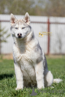 Foto №3. Siberian Husky Welpen. Russische Föderation