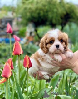 Foto №1. cavalier king charles spaniel - zum Verkauf in der Stadt Minsk | verhandelt | Ankündigung № 168618
