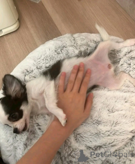 Foto №1. chihuahua - zum Verkauf in der Stadt Ohio | verhandelt | Ankündigung № 162958