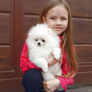 Foto №1. pommersche spitz - zum Verkauf in der Stadt Delft | 404€ | Ankündigung № 133889