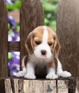 Foto №4. Ich werde verkaufen beagle in der Stadt Bonn. quotient 	ankündigung - preis - 400€