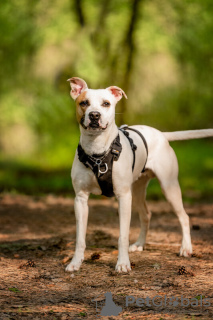 Zusätzliche Fotos: Der schöne Hund Darius ist in guten Händen.