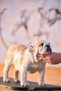 Zusätzliche Fotos: Englische Bulldogge