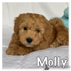 Foto №2 zu Ankündigung № 167506 zu verkaufen havaneser - einkaufen Dänemark quotient 	ankündigung, züchter