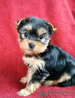 Foto №2 zu Ankündigung № 98237 zu verkaufen yorkshire terrier - einkaufen Deutschland quotient 	ankündigung