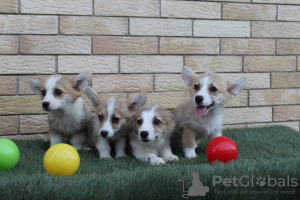 Foto №3. Welsh Corgi Pembroke Welpen. Serbien