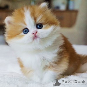 Foto №1. britisch langhaar - zum Verkauf in der Stadt Bern | verhandelt | Ankündigung № 160245