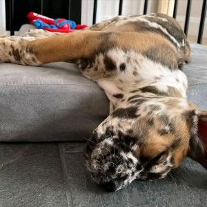 Foto №3. Cane Corso Welpen zur Adoption zur Verfügung stehen. USA