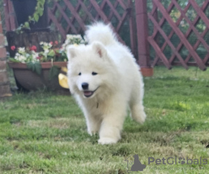 Foto №3. SAMOYED-Welpe, Rüde (FCI), geboren am 7. Juni 2024. Polen