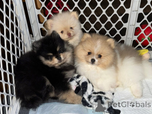 Foto №1.  - zum Verkauf in der Stadt Kahnawake | verhandelt | Ankündigung № 161682