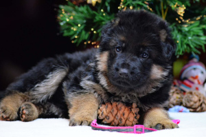 Foto №4. Ich werde verkaufen deutscher schäferhund in der Stadt Москва. vom kindergarten, züchter - preis - 729€