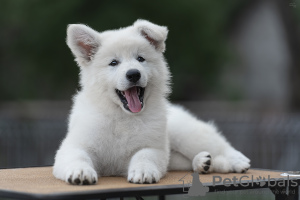 Foto №3. Welpen BSHO. Weißrussland