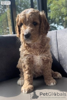 Zusätzliche Fotos: Entzückende Miniatur-Goldendoodle-Welpen sind heute bereit zu gehen. Text (559)