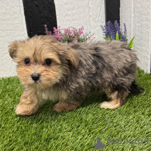 Foto №1.  - zum Verkauf in der Stadt Berlin | 600€ | Ankündigung № 135816