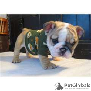 Foto №1. französische bulldogge - zum Verkauf in der Stadt Paris | 240€ | Ankündigung № 26251