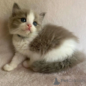 Foto №2 zu Ankündigung № 136794 zu verkaufen munchkin - einkaufen Deutschland züchter