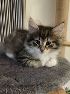 Foto №4. Ich werde verkaufen norwegische waldkatze in der Stadt Amsterdam. quotient 	ankündigung, züchter - preis - 700€