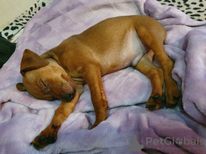 Foto №3. Zwergpinscher Welpe. Weißrussland