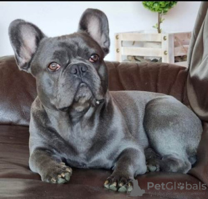 Foto №4. Ich werde verkaufen französische bulldogge in der Stadt Srbobran.  - preis - 450€